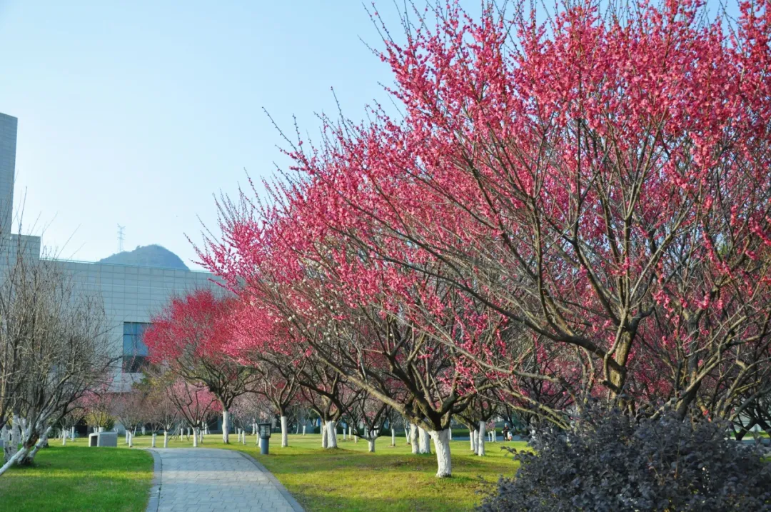 新学期，在浙中医大邂逅“梅”好！